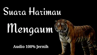 sound harimau mengaum