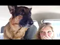 Download Lagu When Police Dog Realizes He’s at the Vet 😁Funny Dog Videos 2025