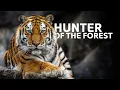 Download Lagu Surviving 24 Hours In The Jungle | Wildlife Documentary