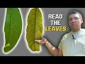 Why Are My Peach Tree Leaves Turning Yellow Read the Signs of Nutrient Deficiency