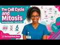 The Cell Cycle Mitosis Made EASY
