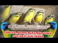 Download Lagu PROMO SPESIAL MUZAMBIK AFRIKA JANTAN GARASI CUKUP 280.RB