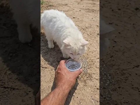 قطه مسكينة في الصحراء😭