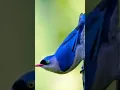 Suara burung rambatan paruh merah || full durasi