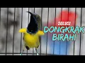 Download Lagu SUARA SOGON GACOR MEMANGGIL LAWAN - LIHAT APA YANG TERJADI PADA SOGON TROTOL MU part 14
