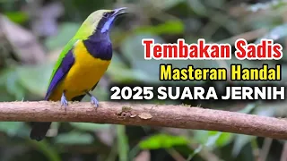 tembakan sadis cucak cungkok gacor suara tembus masteran handal semua jenis burung kicau