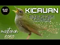 Download Lagu MASTERAN SIKATAN LONDO | ISIAN MEWAH UNTUK MURAI BATU | KOMPILASI KICAUAN 2020