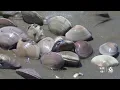 Rules are in place to protect Pismo Beach clams Here s what you need to know