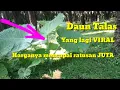 Download Lagu Daun Talas Atau Daun Keladi  yang lagi Viral 2020  dengan harga jual yang luar biasa