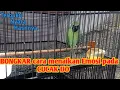 Download Lagu Cara Menaikan EMOSI Pada Cucak Ijo
