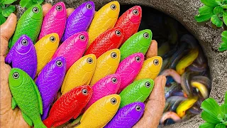 Catch beautiful aquarium fish in small pond baby turtles pencil fish iguanas guppy blue xecan