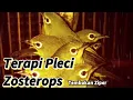 Terapi Pleci Zosterops Tembakan Ziper