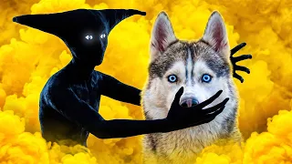 БОИСВЕРТ СТЁР НАС ИЗ РЕАЛЬНОСТИ!! Хаски Бандит Говорящая собака