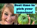 Best time to pick tomatoes