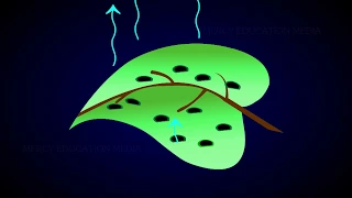 Anatomy of a Dicot and Monocot Leaves