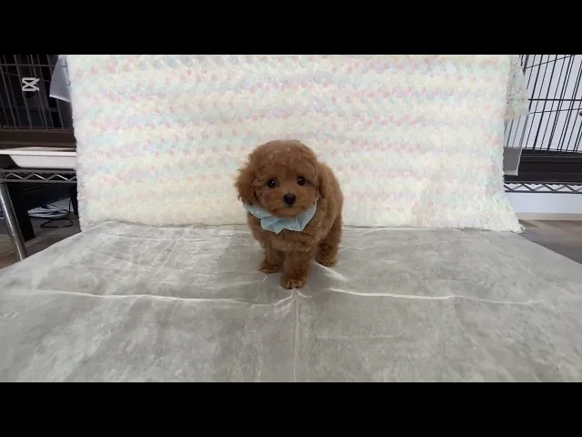 動画
