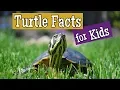 Turtle Facts for Kids