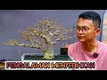 Download Lagu 100 POHON LEBIH MATI‼️ PENGALAMAN MEMBUAT BONSAI ANTING PUTRI 