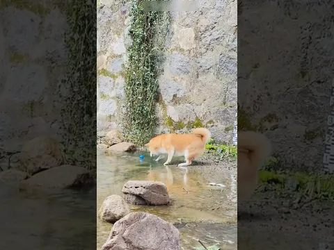 His Favorite Ball Fell Into the Water… Watch What This Dog Did! 🐶⚽💦 #shorts