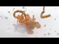 https://cdn.discordapp.com/attachments/814937173861466133/816120330069868614/video0_2_2-1.mp4