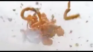 Https Cdn Discordapp Com Attachments 814937173861466133 816120330069868614 Video0 2 2 1 Mp4  Https Cdn Discordapp Com Attachments 814937173861466133 816120330069868614 Video0 2 2 1 Mp4