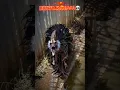 Download Lagu Most dangerous bird attack 🦅💥 #birds #horror #wildlife #attack  #shorts #birdsounds