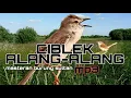 Download Lagu CIBLEK ALANG-ALANG NGEBREM || masteran burung sultan || mp3