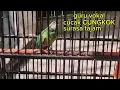 Download Lagu GURU VOKAL CUCAK CUNGKOK sangat bagus untuk masteran burung LOMBA@X-BART