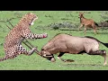 Download Lagu OMG! Mother Gemsbok Save Her Baby From Cheetah Hunting - Wildebeest vs Lion vs Oryx