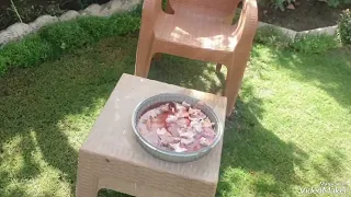  طائر البلشون الابيض       جنتي حديقتي     دندنها
