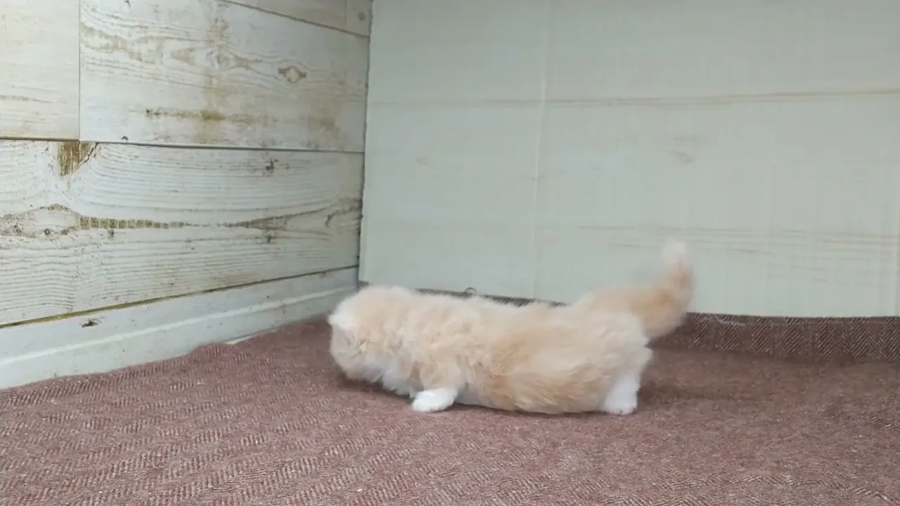 動画