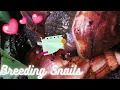 Explicit How Snails reproduce Snail love dart