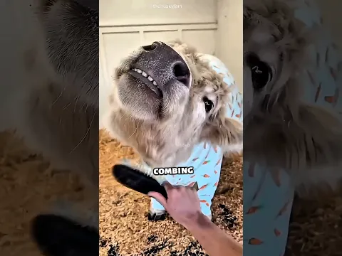 She Had to Take Care of the Cow 😞