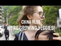 Tiny windowsill garden in China the beginning