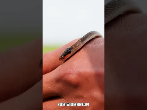 This Snake Is So Common But You Have Probably Never Seen It!