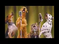 Download Lagu Cat Dog Singing Ringtone | Ringtones for Android | Funny Ringtones