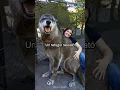 Download Lagu Yuki, el perro lobo gigante. #shorts