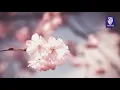 Download Lagu Surah Yasin, ArRahman, Al Mulk \u0026 Al Waqiah   Beautiful recitation by Mishary Rashid Alafasy