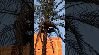 اللهم ارزقنا رزقا حلالآ طيبا مباركا فيه قرآن 