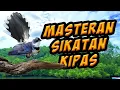 Download Lagu Masteran Sikatan Kipas belang / murai gila  jos untuk pancingan burung bahan. video hutan bakau