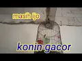 Download Lagu konin muda gacor#shorts