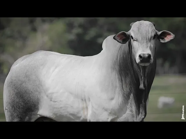 Touro Nelore AFOM - 5033