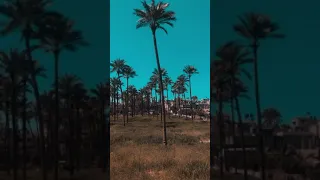 عشنا العمر نربى حمام بس نسينا نقوم غيه 