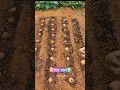 PLANTING POTATO #garden