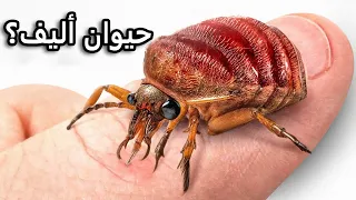 حصلت على بق الفراش كحيوانات أليفة  نعم  حق ا  دندنها