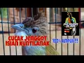 Download Lagu Cucak jenggot isian kuntilanak beset ngepik full tembakan