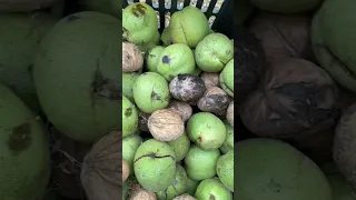 Walnuts Season موسم قطف الجوز 
