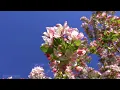 12 Hours of Relaxing Music - Piano Music for Stress Relief, Sleep Music, Meditation Music (Remy)
