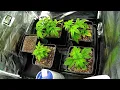 2025 - Strains