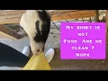 Goat Cuddles YES at Harmony Lane Farms Smithville Tennessee